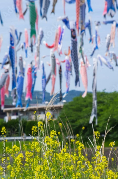 Fototapeta 大阪高槻・芥川の鯉のぼりを背景に菜の花