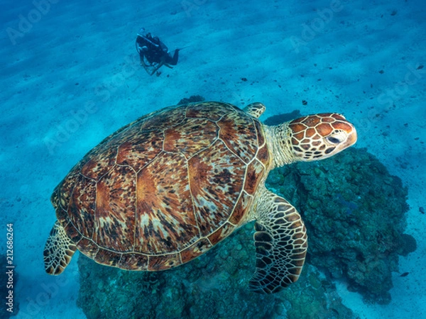 Obraz ウミガメ