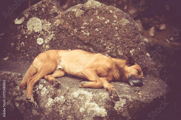 Fototapeta Dog Sleeping