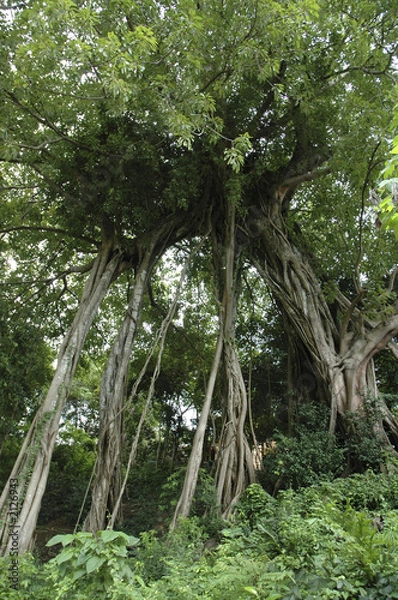 Obraz banyan tree