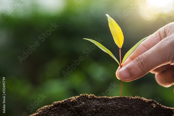 Fototapeta trees growing seedlings in hands. Bokeh green Background Female hand holding tree on ield grass Forest conservation and growing concept