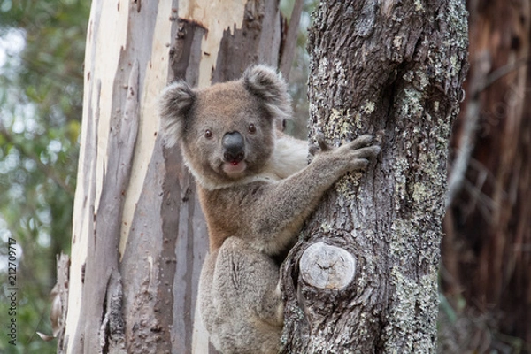 Obraz Koala in Gumtree