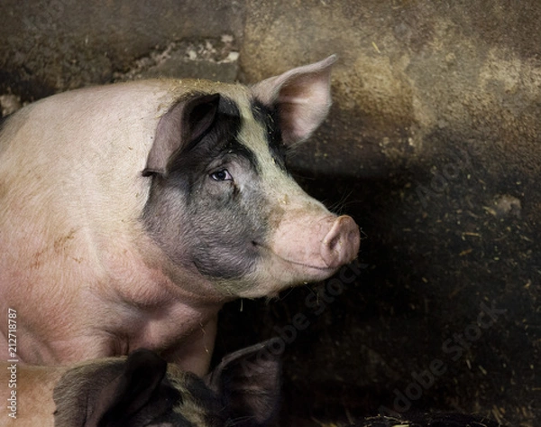 Fototapeta smilling pig