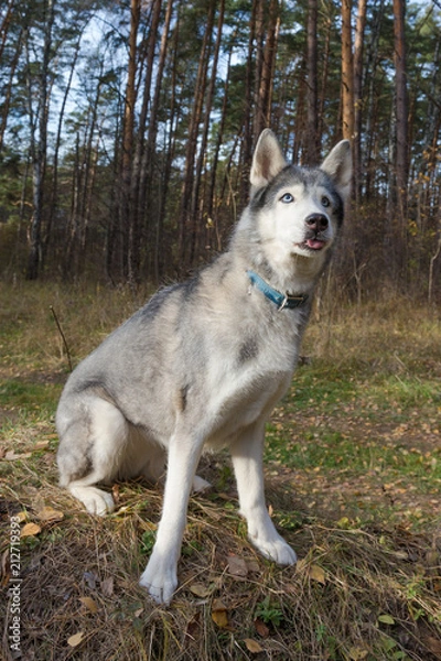 Fototapeta Dog breed husky on the walking in a forest. Selective focus