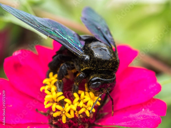 Obraz horned long bee