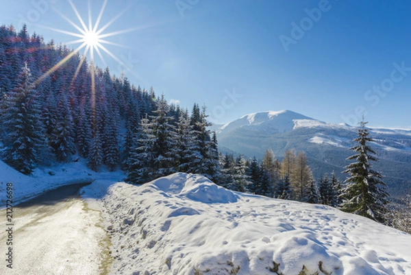 Fototapeta Winter snow trees in the mountains
