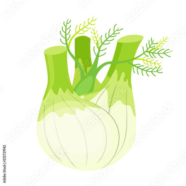 Fototapeta Colorful fennel vector illustration isolated on white background