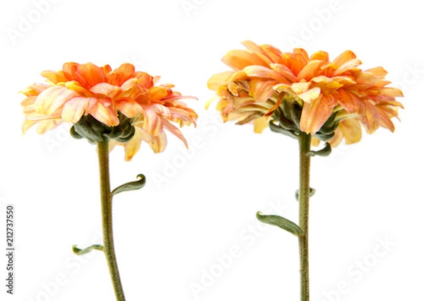 Fototapeta Chrysanthemum flower on a long stem on a white background is insulated