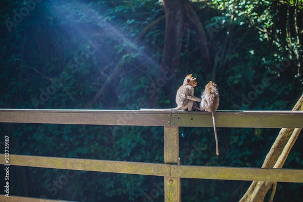Obraz Sacred monkey forest sanctuary in Ubud