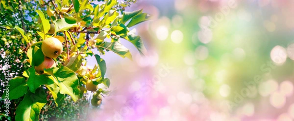 Fototapeta Apple tree twigs