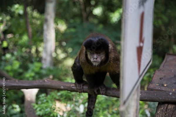 Fototapeta Monkey Lion 