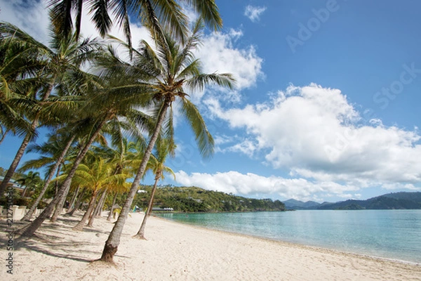 Obraz Palm trees with clouds in sky at Catseye Beach, Hamilton Island. Australia