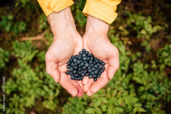 Fototapeta hand palm holding blueberries on background of sunny mountains and sky. travel and wanderlust concept. summer vacation. traveler picking up bilberries