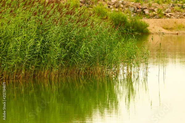 Fototapeta thickets of green grass and reeds on the lake