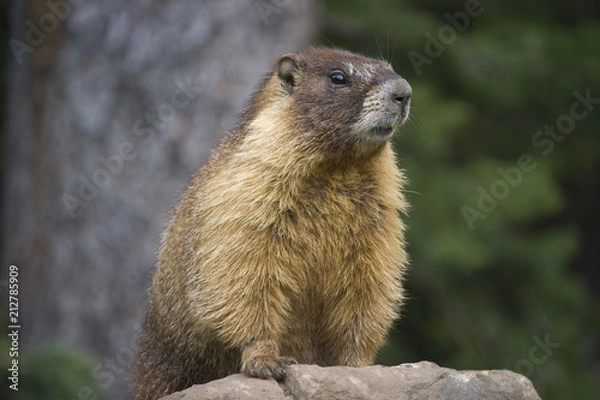 Fototapeta ground hog