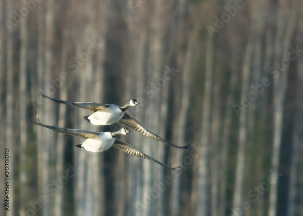Fototapeta Canada Goose 