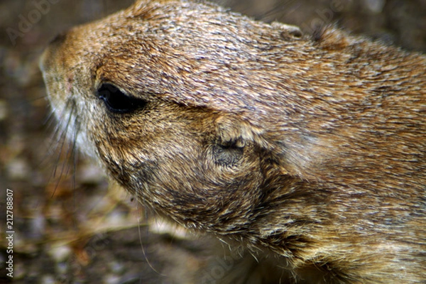 Fototapeta schwarzer Präriehund
