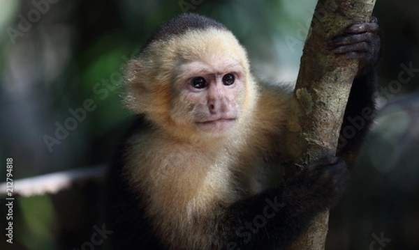 Obraz Monkey Costa Rica