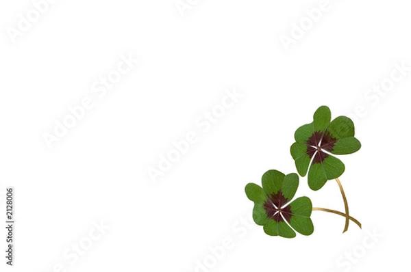 Fototapeta zwei kleeblätter
