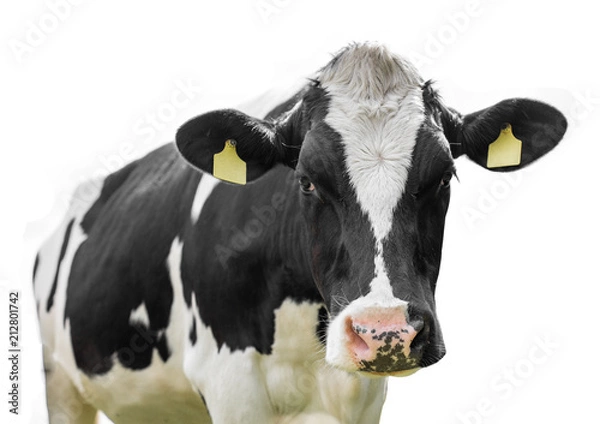 Obraz   cow isolated