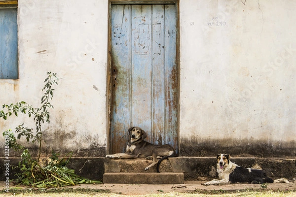 Fototapeta Amigos do sertão