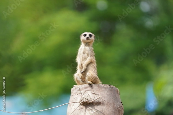 Fototapeta erdmänchen wächter