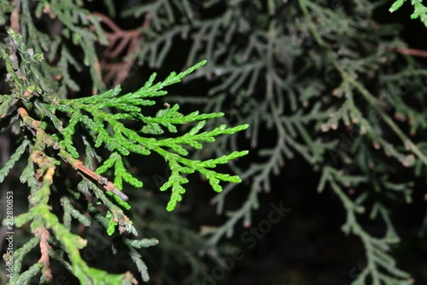 Obraz green, plant, nature, tree, leaf, grass, thuja green, pine, leaves, needles, macro, daisy, design, textured, illustration, backdrop, abstraction, graphics, dandelion, pine, garden, branch, fresh, text