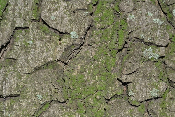Obraz dry, cracked, texture, earth, drought, ground, soil, mud, crack, bark, tree, texture, background, design, originality, creative, creativity, macro, abstract, detail, textured, moss, old, daisy,  