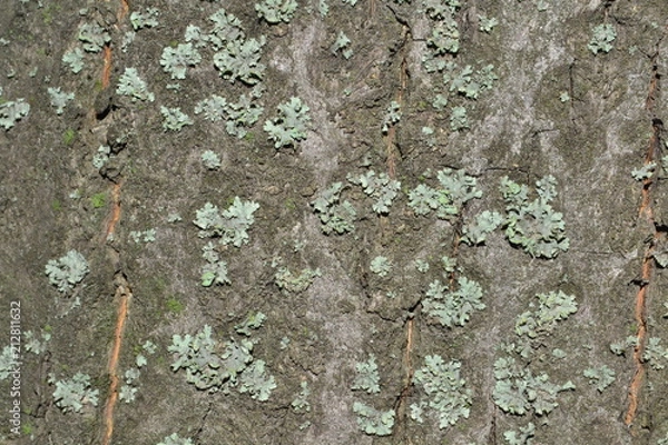 Obraz bark, ground, soil, mud, crack, bark, tree, background, design, originality, creative, creativity, macro, abstract, detail, textured, moss, old, daisy, illustration, backdrop, abstraction, graphics