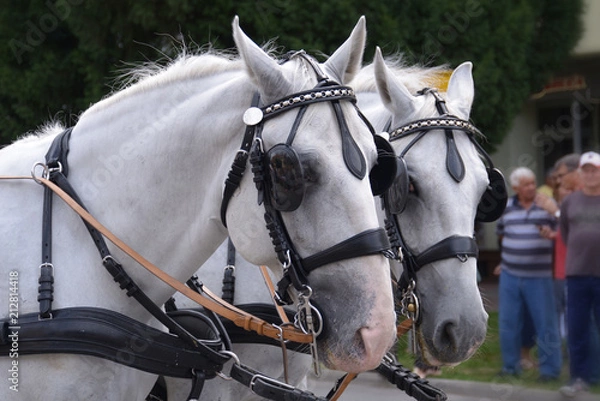 Fototapeta Pair of beautiful white horses