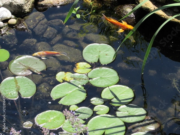 Fototapeta A Koi fish pond with lily pads and colorful fish swimming underneath 