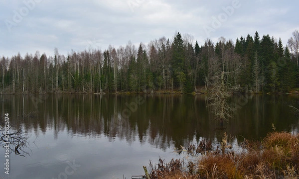 Obraz Forest wild Lake