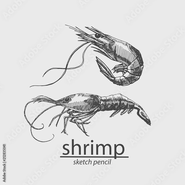 Fototapeta Shrimp. A marine resident. Sketch style. Vector