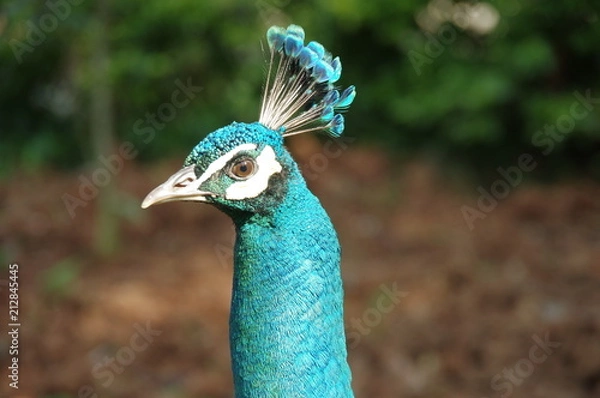 Obraz peacock