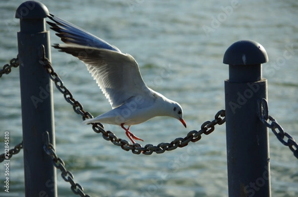 Obraz seagull