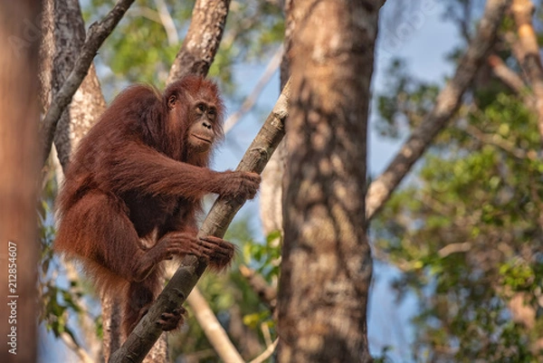 Fototapeta Orangutan (orang-utan) in his natural environment in the rainforest on Borneo (Kalimantan) island with trees and palms behind.
