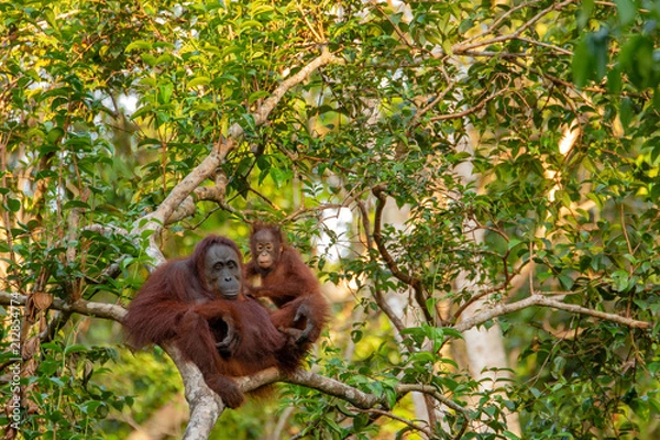 Fototapeta Orangutan (orang-utan) in his natural environment in the rainforest on Borneo (Kalimantan) island with trees and palms behind.