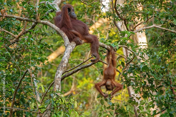 Fototapeta Orangutan (orang-utan) in his natural environment in the rainforest on Borneo (Kalimantan) island with trees and palms behind.