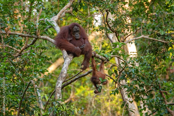 Fototapeta Orangutan (orang-utan) in his natural environment in the rainforest on Borneo (Kalimantan) island with trees and palms behind.