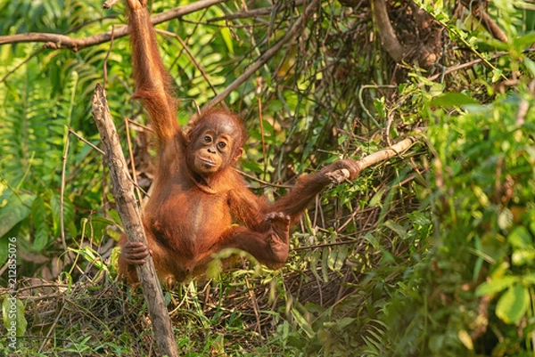 Fototapeta Orangutan (orang-utan) in his natural environment in the rainforest on Borneo (Kalimantan) island with trees and palms behind.