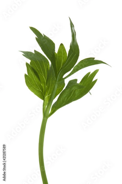 Fototapeta Liebstöckel Blatt isoliert