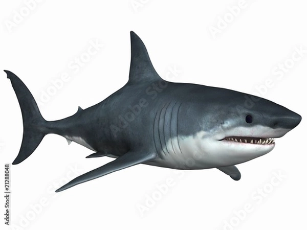 Obraz biały rekin