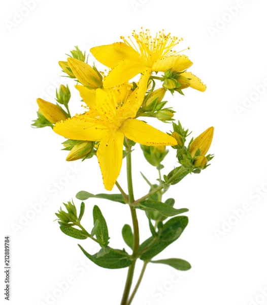 Obraz Dziurawiec (Hypericum perforatum) na białym tle