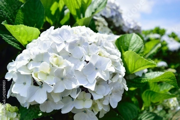 Fototapeta あじさい