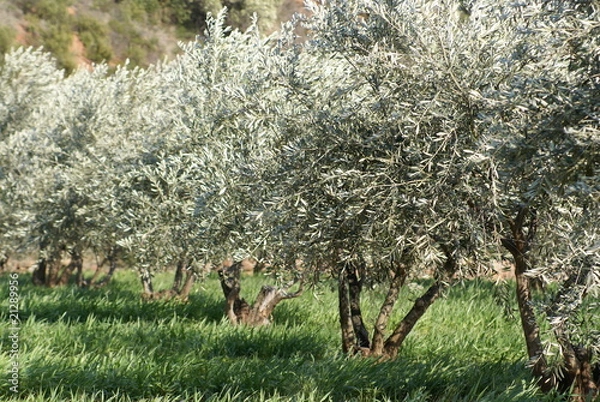 Obraz oliveraie
