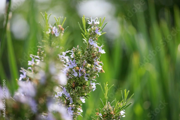 Obraz Rosemary Flowers on Sunset