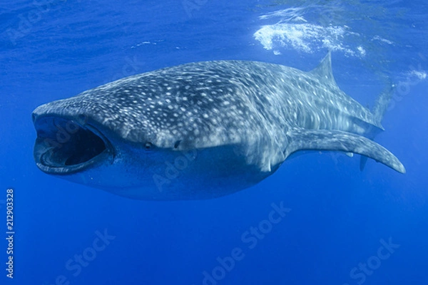 Fototapeta Whale Shark Feeding on Tuna Eggs with Big Mouth Open in Open Blue Waters of Isla Mujeres, Mexico