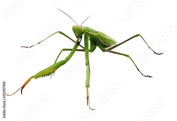 Fototapeta Praying Mantis