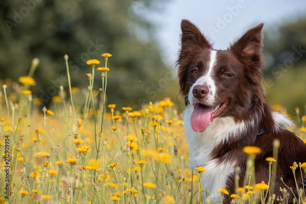 Obraz Cane nel campo