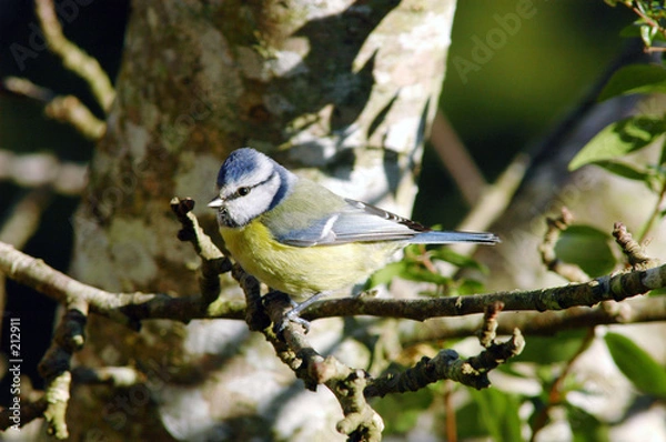 Fototapeta mésange bleue